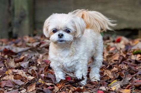 15 Cutest Shih-Poo Haircuts To Ask Your Groomer To Try