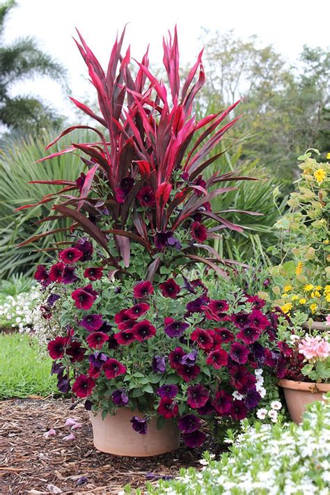 Full Sun Container Plants Ideas 10 – DECORATHING Full Sun Container Plants, Fall Container ...