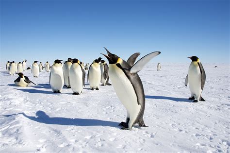 Where do Penguins Migrate? - Penguins Blog