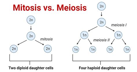 46+ Meiosis Process Diagram - ConlieImants