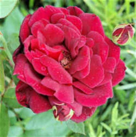 Oklahoma State Flower: Oklahoma Rose