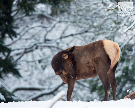 Animals explore a winter wonderland: first snowfall of the season delights