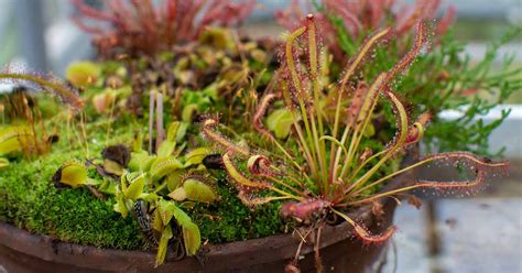 Growing Carnivorous Plants 101: How to Get Started