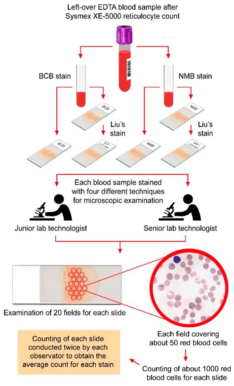 Diagnostics | Free Full-Text | Impact of Staining Methods and Human Factors on Accuracy of ...