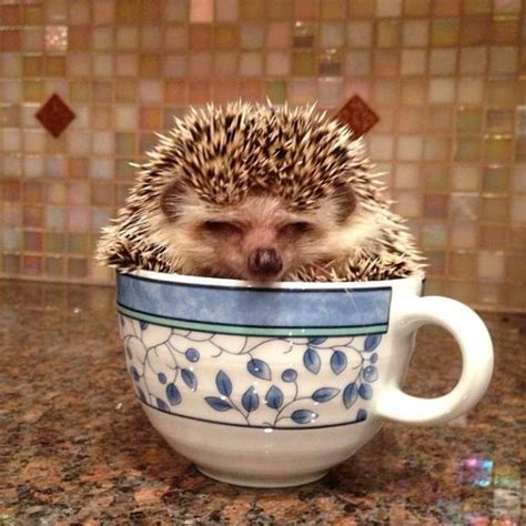 Baby Hedgehog In A Teacup | Cutest Paw | Baby hedgehog, Hedgehog pet, Fluffy animals