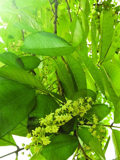 Ackee leaves and inflorescence or flowers. | Download Scientific Diagram