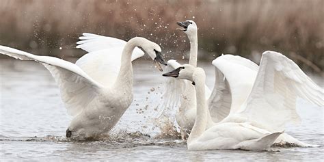 Swan Song: 5 fun facts about these majestic creatures - The National Wildlife Federation Blog