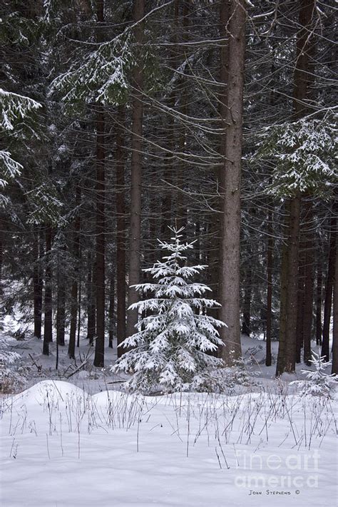 Christmas Tree In Evergreen Forest Photograph by John Stephens