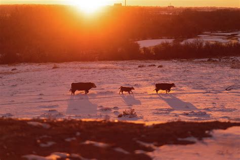 Cow Family Photograph by Justin Urban - Fine Art America