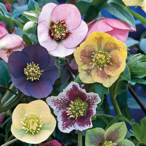 I love Hellebores. They brighten up a winter's day and look a treat ...