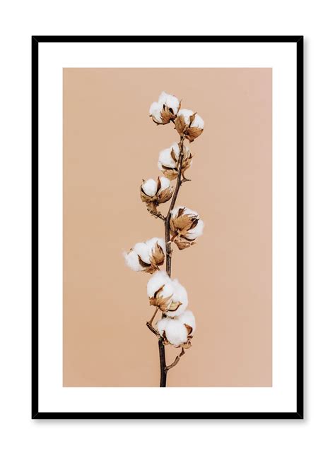 Climbing Cotton Botanical Photography Poster | Buy at Opposite Wall