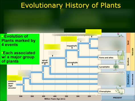 Evolutionary History of Plants Diagram Diagram | Quizlet