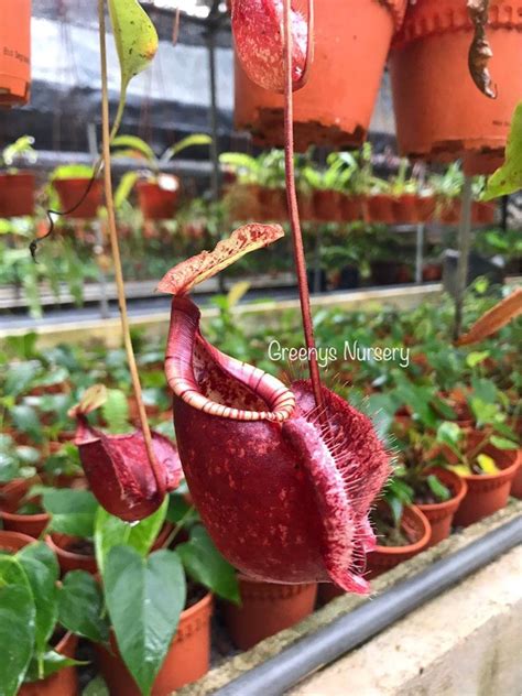 [Nepenthes Plant] Pitcher Plant / Monkey Cup / Periuk Kera : Nepenthes rafflesiana, Furniture ...