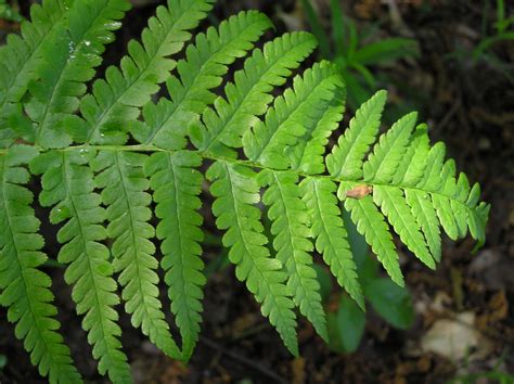 Dryopteris filix-mas subsp. filix-mas | Plants of the World Online | Kew Science