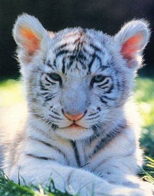 Albino Baby Tiger