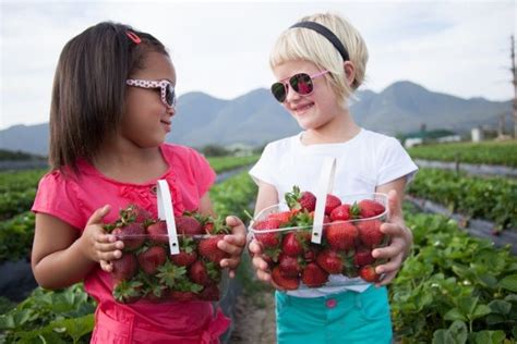 Redberry Farm, George, South Africa