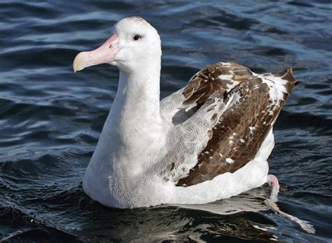 Wandering Albatross Facts, Lifespan, Predators, Pictures