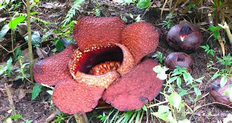 Woman Races to Save World's Largest–and Stinkiest—Flower, the 3-ft Wide ...