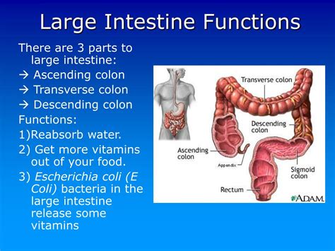 PPT - Unit H: Digestion PowerPoint Presentation, free download - ID:5345075