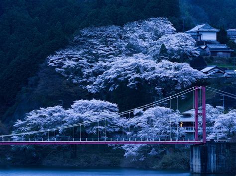 Papier peint Japon, Bridge, Sakura, Nuit HD: Widescreen: Haute Définition: FullScreen