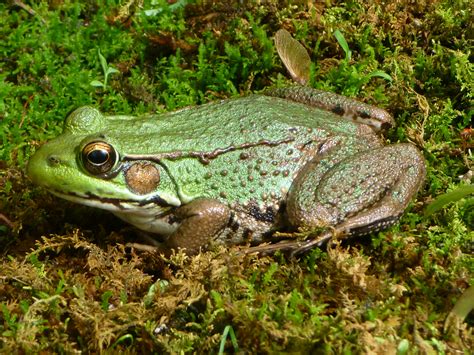 File:Northern Green Frog - Tewksbury, NJ.jpg - Wikimedia Commons