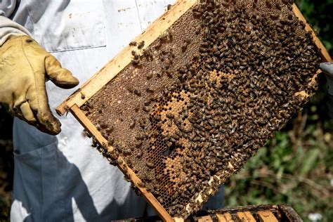 Portrait of a Beekeeper on Behance