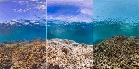 Dead Coral Reef Before And After