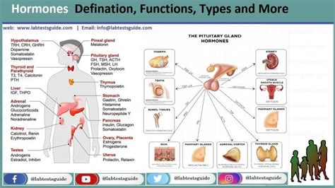 Hormones Defination, Functions, Types and More | Lab Tests Guide