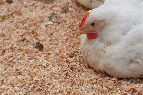 How to Use the Deep Litter Method in Your Chicken Coop