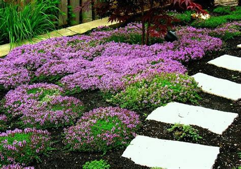 Creeping Thyme bulk pack ground cover 4000 seeds fragrant | Etsy