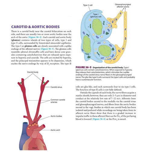 Carotid & Aortic bodies ... Glomus cell - Derived from Neural crest ...