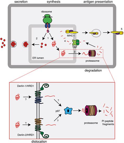 Insulin Synthesis Pathway