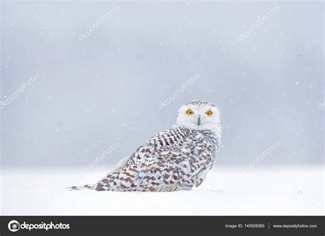 Winter scene with white owl — Stock Photo © OndrejProsicky #145926085