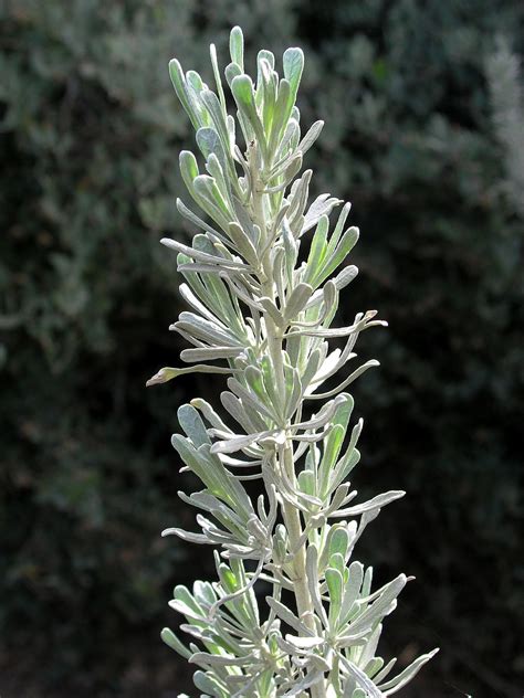 SAGEBRUSH, MT BIG - Artemisia tridentata Nutt. ssp. vaseyana — Seeds Trust | Sage plant ...