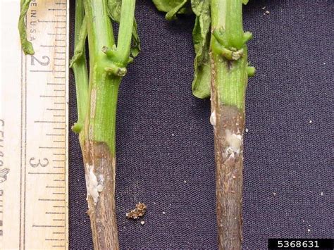 Southern blight Sclerotium rolfsii