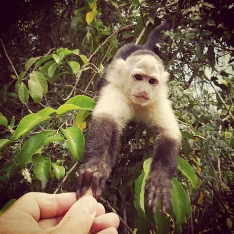 This little buddy lives in Lake Gatun. Lake Gatun is an important part ...