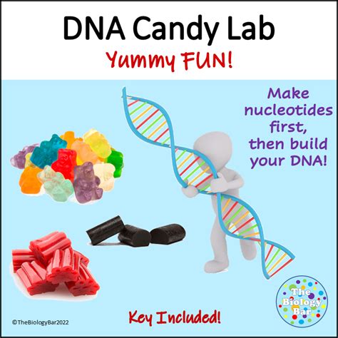 DNA Candy Model Built From Nucleotides Up | Made By Teachers