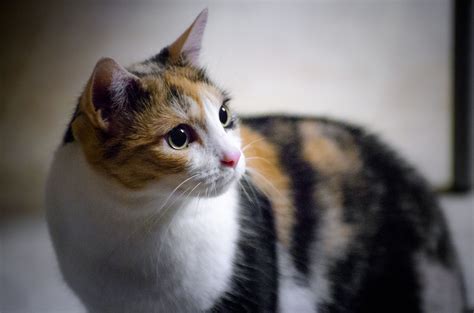 Common Calico Cat Breeds - Pets Lovers