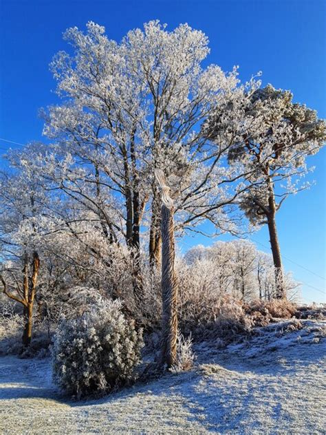 Frosty trees on Close House Golf Course © Andrew Curtis cc-by-sa/2.0 :: Geograph Britain and Ireland