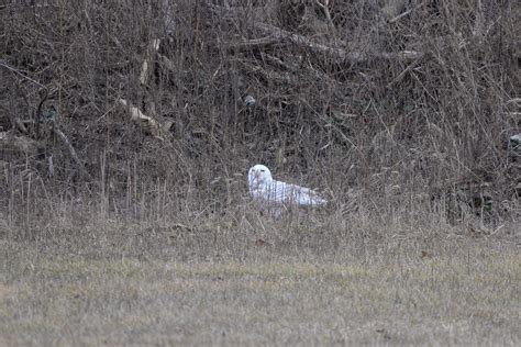 My first Snowy Owl! Cumberland County, PA, USA : r/Owls