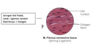 Jaringan Manusia | BIOLOGI