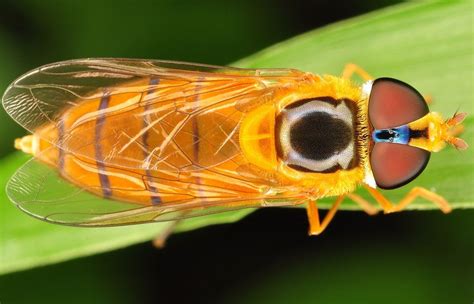 bee mimicking fly. | Insect collection, Bee, Insects