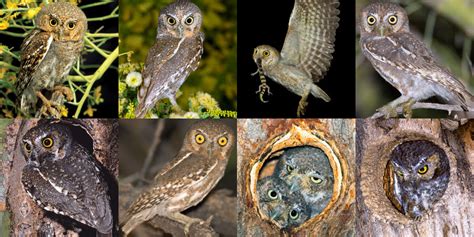 Elf Owl (Micrathene whitneyi) - Information, Pictures, Sounds - The Owl ...