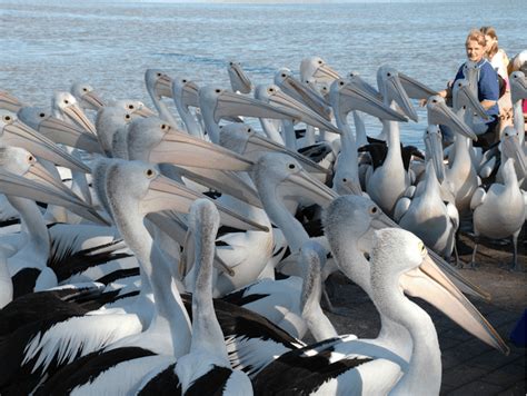 Pelican Feeding | NSW Holidays & Accommodation, Things to Do ...