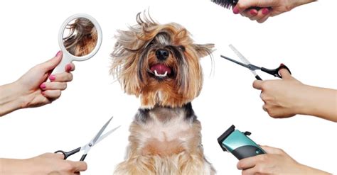 A Guide to Selecting the Right Pet Grooming Tools