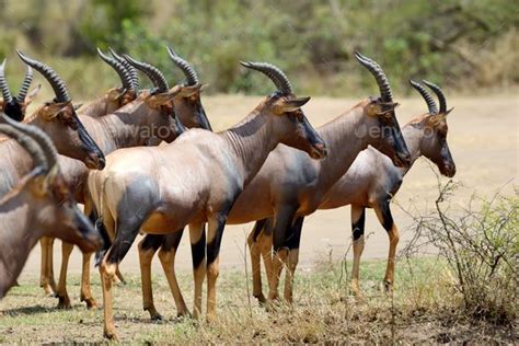 Topi Antelope (Damaliscus lunatus) | Africa animals, Antelope, Animals