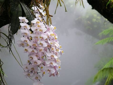 Amazon Rainforest Orchids Hundreds of orchids in a | andean orchids ...