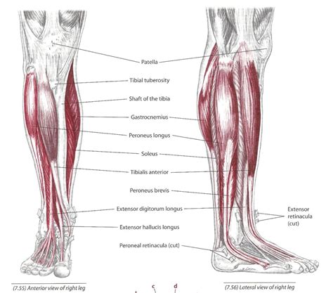 anterior leg | CoreWalking