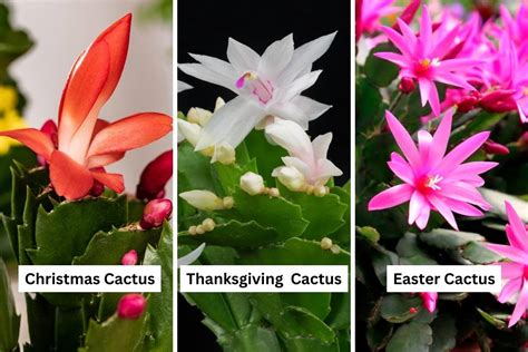 3 Types of Christmas Cactus Plants - Santa's Christmas