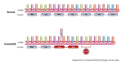 Frameshift Mutation - Definition, Examples & Effects | Biology Dictionary